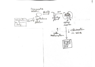 A negative feedback loop maintains constant water levels in the blood.  (Source: self-created)