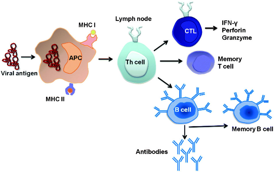 The Mechanism of MMR Vaccine The Mechanism of MMR Vaccine