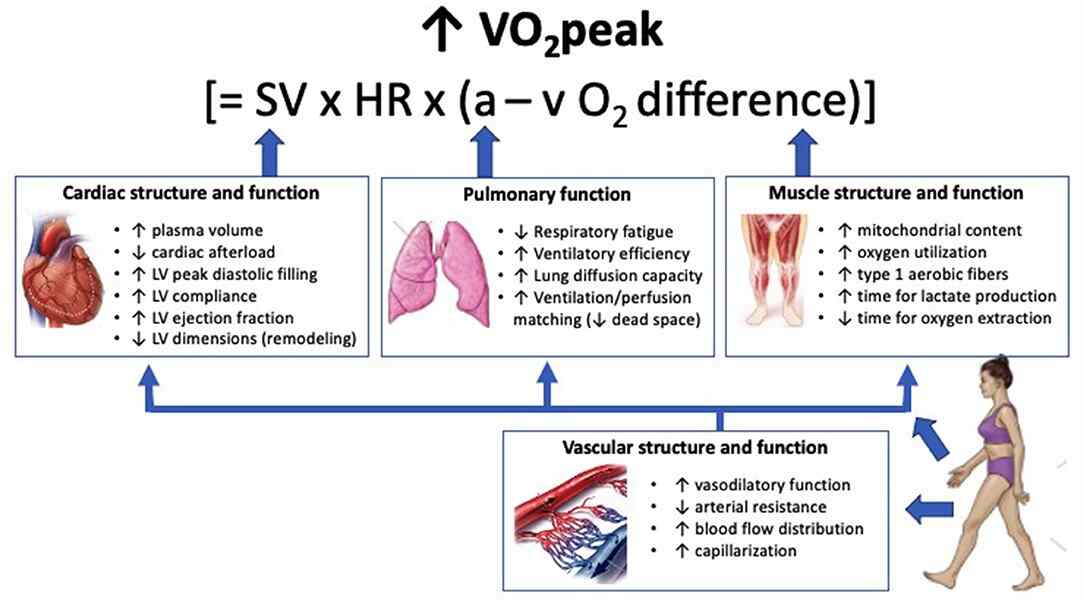 Optimizing outcomes in cardiac rehabilitation