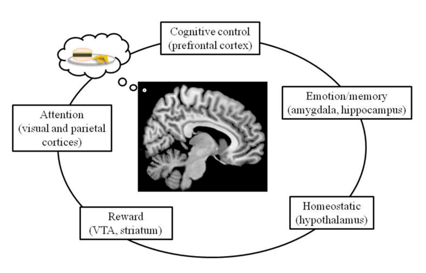 Control of eating in human brain