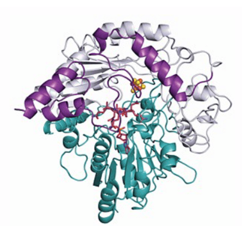 Enzyme Structure