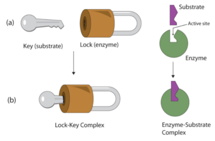 Lock and Key model