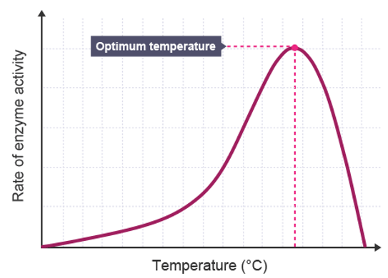 Optimum temperature and enzyme activity