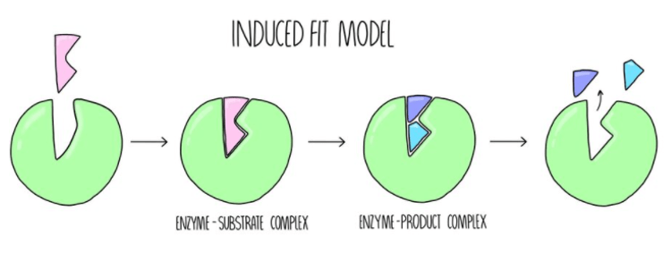 Induced fit model